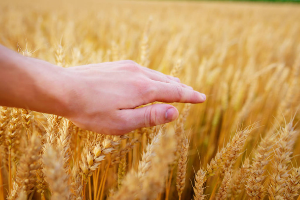 Pšenice uši v mužově ruce. Pole na západ sklizně - Fotografie, Obrázek
