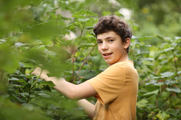 teenager boy harvesting black currant with basket - Photo, Image