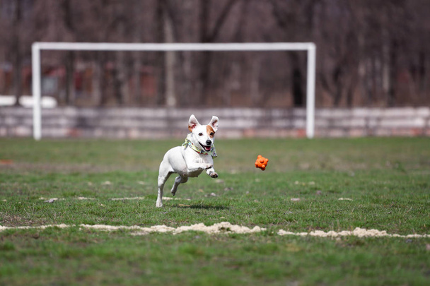 Ο σκύλος πιάνει τη μπάλα. Τζακ ΡΑΣΕΛ παίζει ένα παιχνίδι για σκύλους. - Φωτογραφία, εικόνα