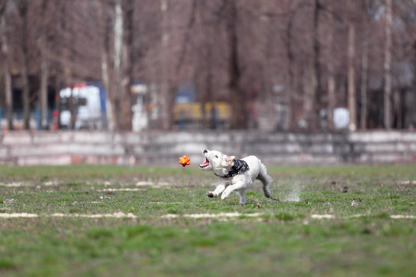 El perro atrapa la pelota. Jack Russell Terrier juega un juguete para perros
. - Foto, imagen