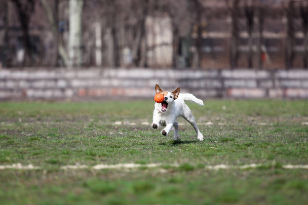 Ο σκύλος πιάνει τη μπάλα. Τζακ ΡΑΣΕΛ παίζει ένα παιχνίδι για σκύλους. - Φωτογραφία, εικόνα