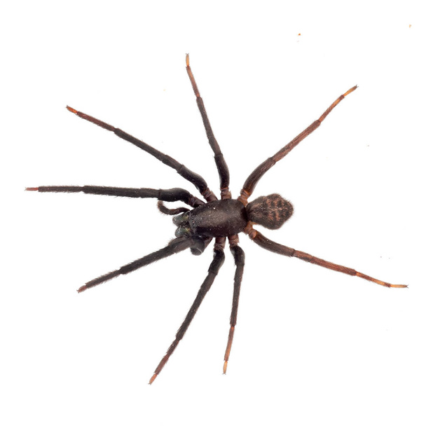 Araignée très sombre et poilue isolée sur blanc. Segestria florentina. Cave araignée
. - Photo, image