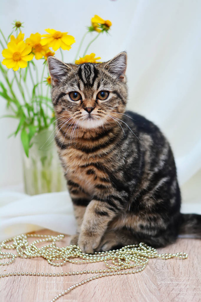 Σκωτσέζικο ευθεία, lop-eared, γάτα, γατάκι, ζώο - Φωτογραφία, εικόνα