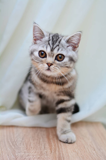 İskoç düz, lop kulaklı, kedi, yavru kedi, hayvan - Fotoğraf, Görsel