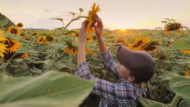 A young woman farmer checks the readiness of a sunflower to harvest in the rays of the setting sun - Video, Çekim