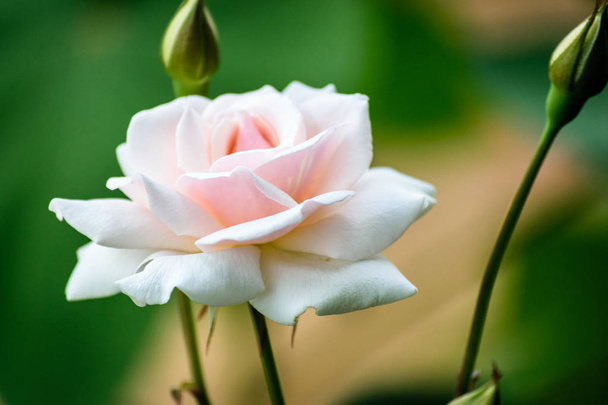Mooie witte roos bloeide - Foto, afbeelding