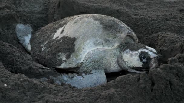 Atlantico ridley tartaruga marina deposizione delle uova su una spiaggia tropicale. La tartaruga marina ridley del Kemp è la specie più rara di tartaruga marina ed è criticamente in pericolo. È una delle due specie viventi del genere Lepidochelys. Specie animali tropicali esuberanti
. - Filmati, video