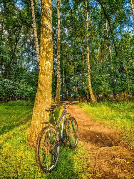 Велосипед MTB на тропе в летний сезон
 - Фото, изображение