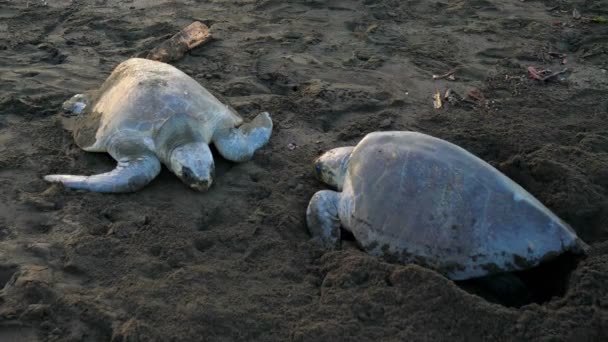 Atlantische ridley zeeschildpadden kuitschieten op een tropisch strand. De Kemps Lepidochelys is de zeldzaamste soort karetschildpad en is kritisch bedreigde. Het is een van de twee levende soorten in het geslacht Lepidochelys. Uitbundige tropische diersoorten. - Video