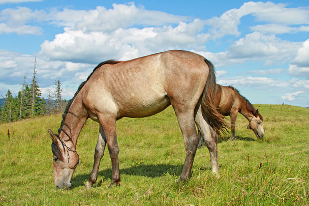 hästar på sommarbete en sommar - Fotografie, Obrázek