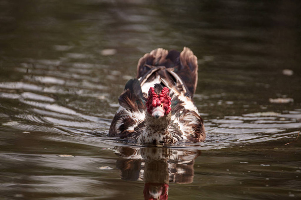 Large older male Muscovy duck Cairina moschata in a pond in Naples, Florida in summer. - Photo, Image