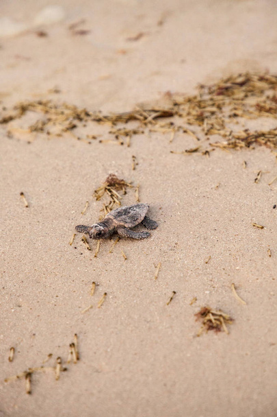 Fióka a baby Tökfilkó tengeri teknősök Caretta caretta kimászni a fészek, és az utat a óceán alkonyatkor Naples, Florida Clam Pass strandon - Fotó, kép