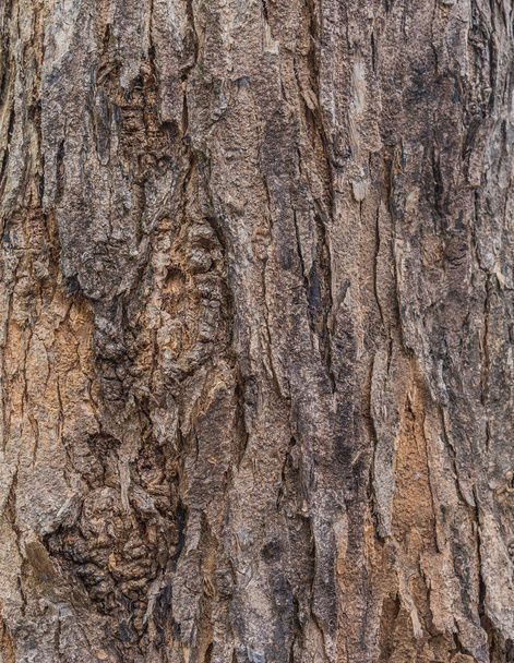 afbeelding van hout schors textuur voor achtergrond gebruik. - Foto, afbeelding