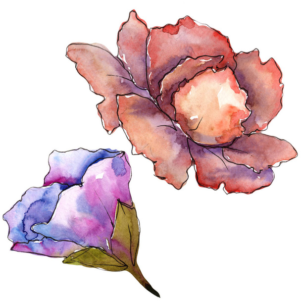 Gardania ροζ και μοβ. Floral βοτανικό λουλούδι. Απομονωμένη εικονογράφηση στοιχείο. Ακουαρέλα wildflower για φόντο, υφή, μοτίβο περιτύλιγμα, πλαίσιο ή στα σύνορα. - Φωτογραφία, εικόνα