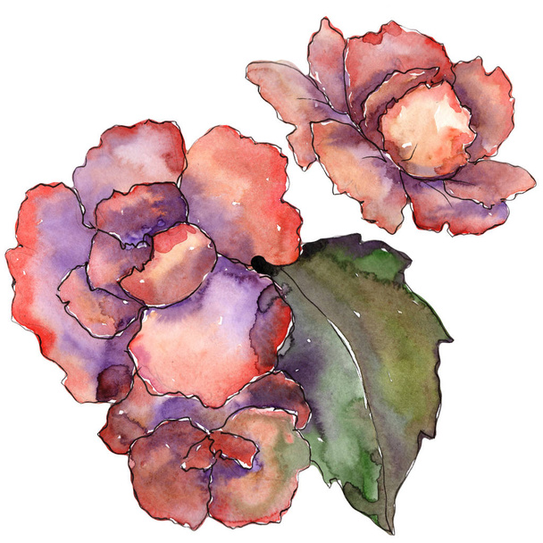 Pink and purple gardania. Floral botanical flower. Isolated illustration element. Aquarelle wildflower for background, texture, wrapper pattern, frame or border. - Fotó, kép