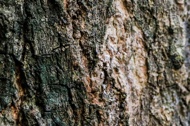 Closeup Background texture of tree bark wallpaper - Photo, Image