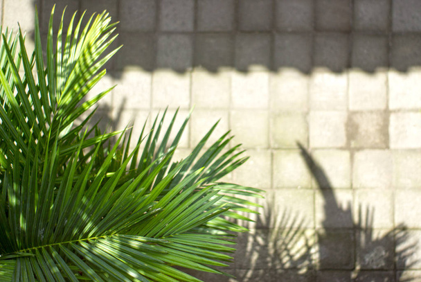 Green palm leaf makes shadow on the road - Foto, Bild