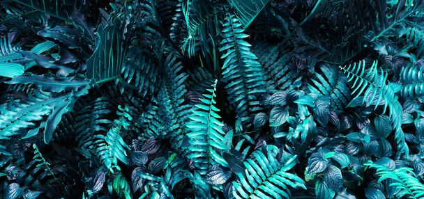Jardin vertical avec feuille verte tropicale, contraste - Photo, image