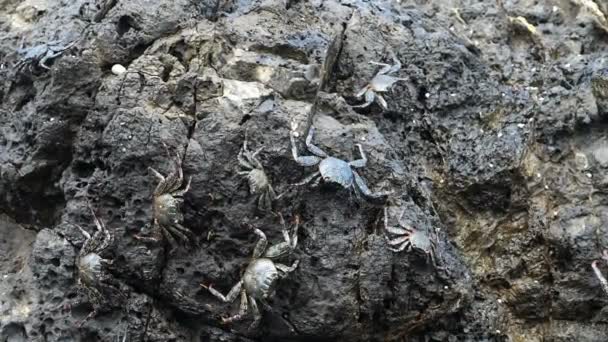 Zilveren zeldzame krabben in hun natuurlijke habitat in het Caribisch gebied. Close up van sommige krabben verplaatsen op een natte steen. Wild leven fauna. Uitbundige tropische diersoorten. Awesome kleurrijke unieke dieren van over de hele wereld. - Video