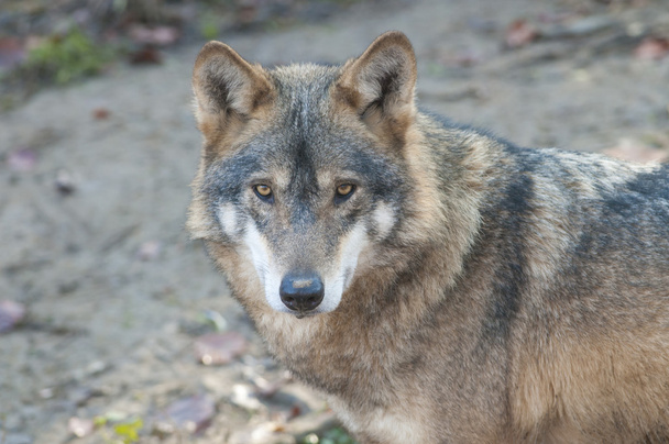 Серый волк - Фото, изображение