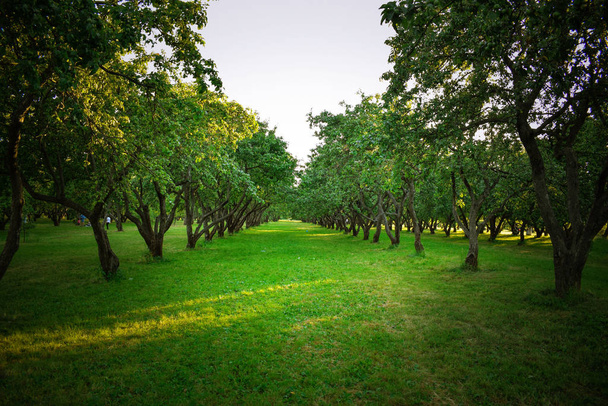 The path in the apple orchard - Фото, изображение