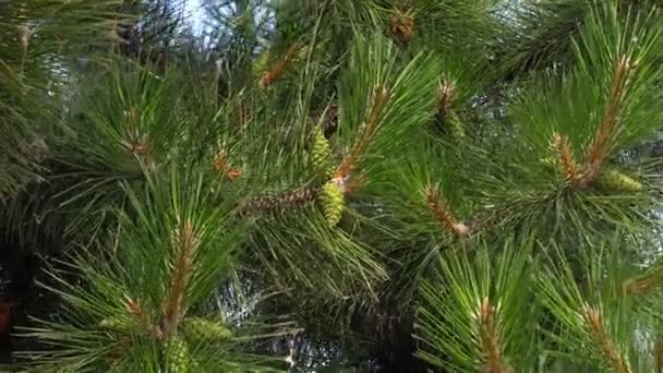 Agujas de un pino. Agujas de pino Una rama verde de un árbol de Navidad con agujas afiladas moviéndose en el viento
. - Metraje, vídeo