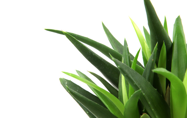 Aloe vera plant isolated on white - Photo, Image