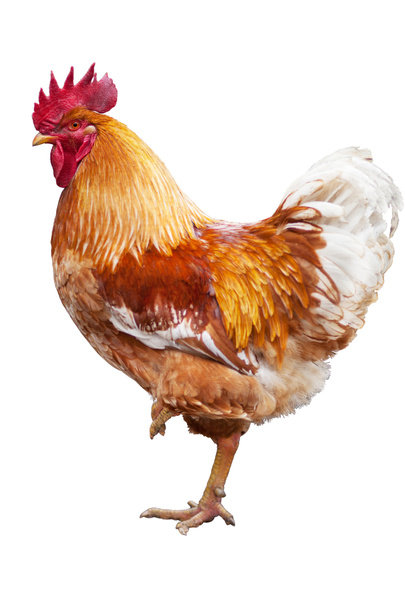 Cock standing on one leg - Photo, Image