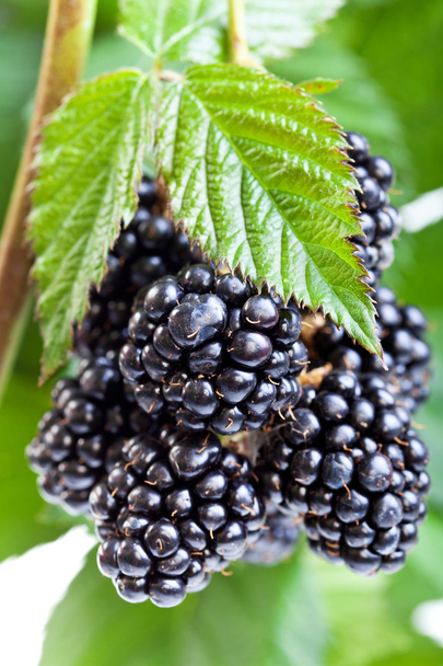小枝新鮮な熟したブラックベリー - 写真・画像