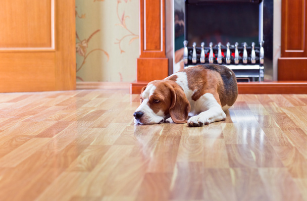 kutya a padló - Fotó, kép