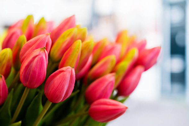 Bouquet of tulips. Tulips for Women's Day and Mother's Day.  - Fotoğraf, Görsel