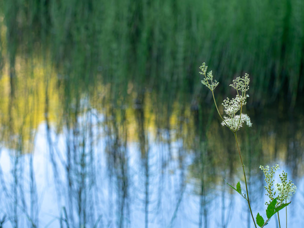 自然主義的な抽象的な湖の背景、シモツケ、ミード汁フォア グラウンドで別名 Filipendula ulmaria を備えた差動焦点。Copyspace と. - 写真・画像