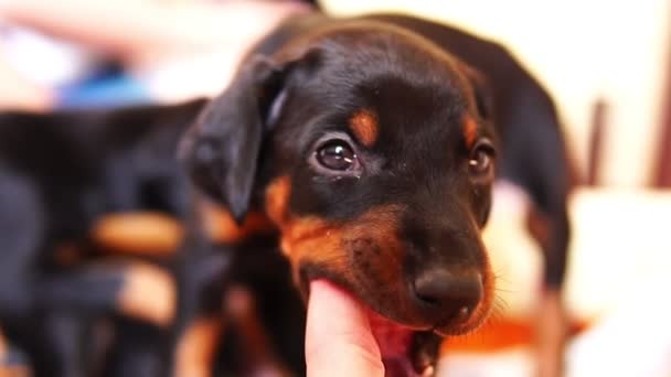 Een schattige puppy bijt een mans vinger. Kleine jonge hond close-up. - Video