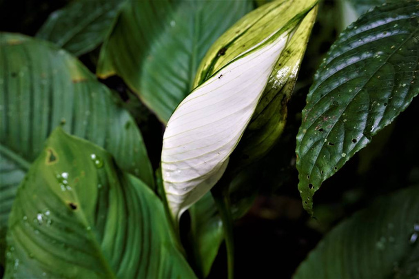 White Anthurium leaf spotted in the Curi-Cancha Reserve, Costa Rica - Photo, Image