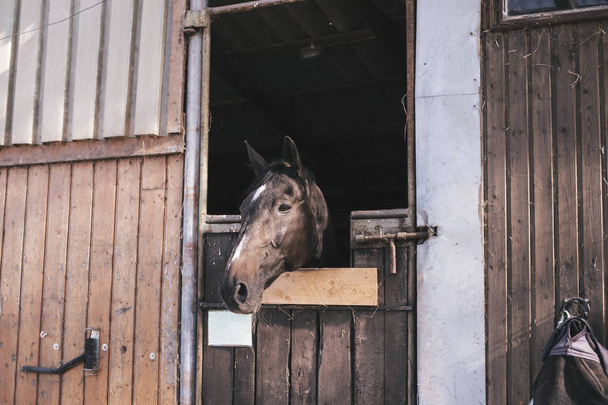 Πορτρέτο του ένα όμορφο καφετί άλογο να στέκεται σε ένα σταθερό στάβλους σε ένα αγρόκτημα - Φωτογραφία, εικόνα