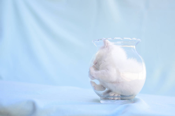 macio e fofo gatinho branco joga dentro do vaso transparente
 - Foto, Imagem