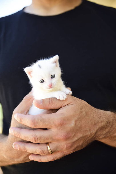 zartes und flauschiges weißes Kätzchen ist sicher in den Händen seines Herrchens - Foto, Bild