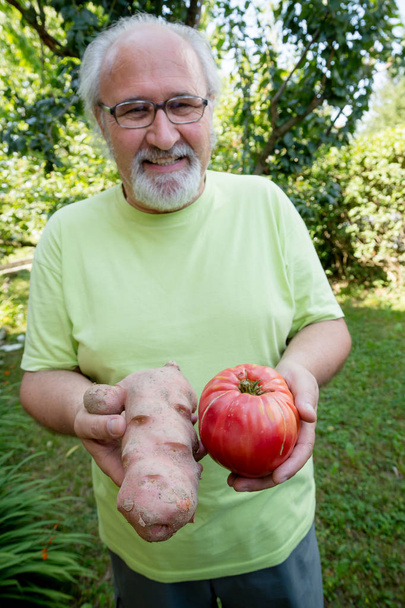 Szczęśliwy starszy pan z ziemniaka i pomidora w jego ogródku - Zdjęcie, obraz