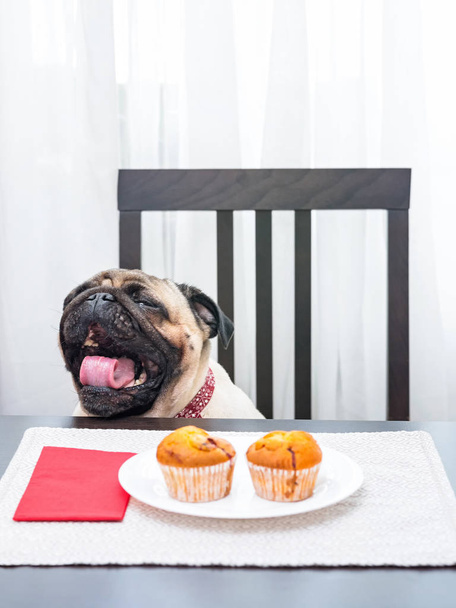 Hauska mopsi koira haukottelee istuessaan pöydässä herkullisten muffinien lautasen edessä.
. - Valokuva, kuva