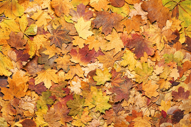 Autumn leaves in forest. Seasonal background pattern. - Foto, Imagen