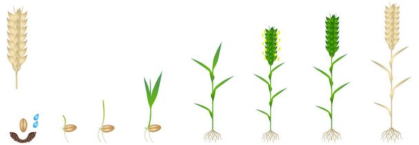Wachstumszyklus einer Weizenpflanze auf weißem Hintergrund. - Vektor, Bild