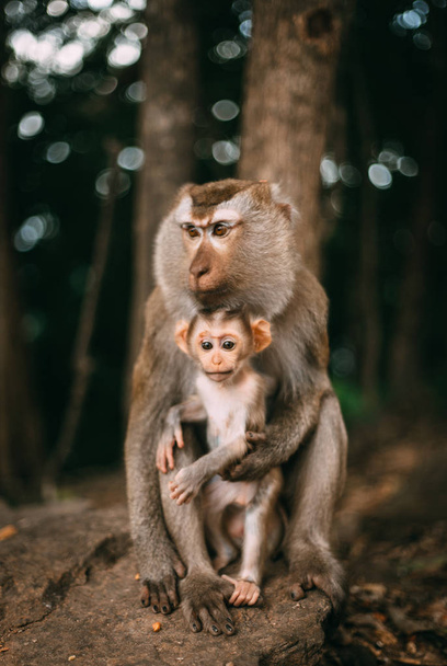 Monkey Animal Wildlife Portrait - Foto, Imagen