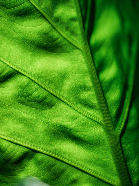 groene blad van achteren verlicht  - Foto, afbeelding