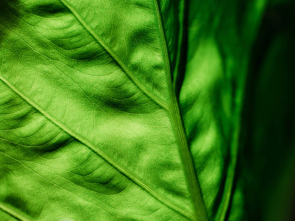 grünes Blatt von hinten beleuchtet  - Foto, Bild