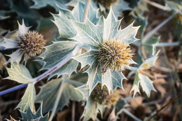 Even after the tiny blue flowers of Sea Holly have disappeared, the prickly silvergreen leaves and flowerheads of this  blue seathistle keep their remarkable beauty. The sea holly or seaside eryngo (Eryngium maritimum) is  a protected plant in the Ne - Photo, Image