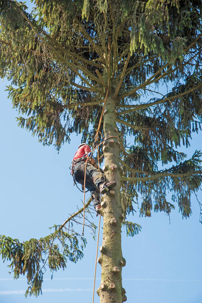 Bir ağaç cerrahı ile küçük bir dal kesmek için testere kullanır. - Fotoğraf, Görsel