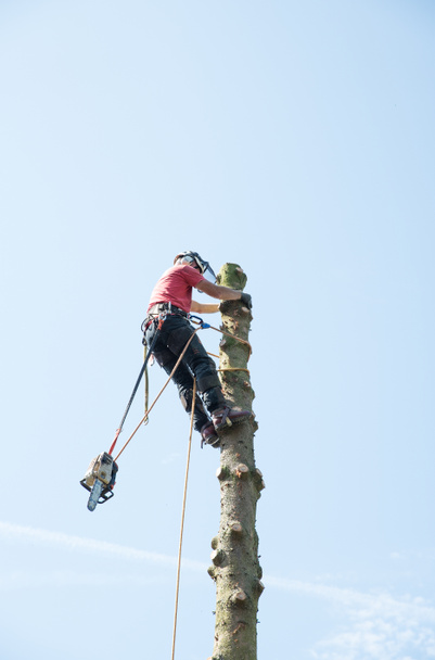 Een boom chirurg maakt gebruik van een kettingzaag te snijden door een kleine tak. - Foto, afbeelding