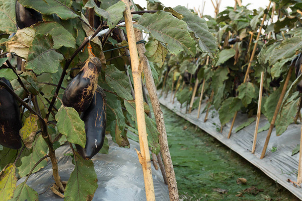 Padlizsán termesztett vetőmagok tárolására. növények óvoda - Fotó, kép