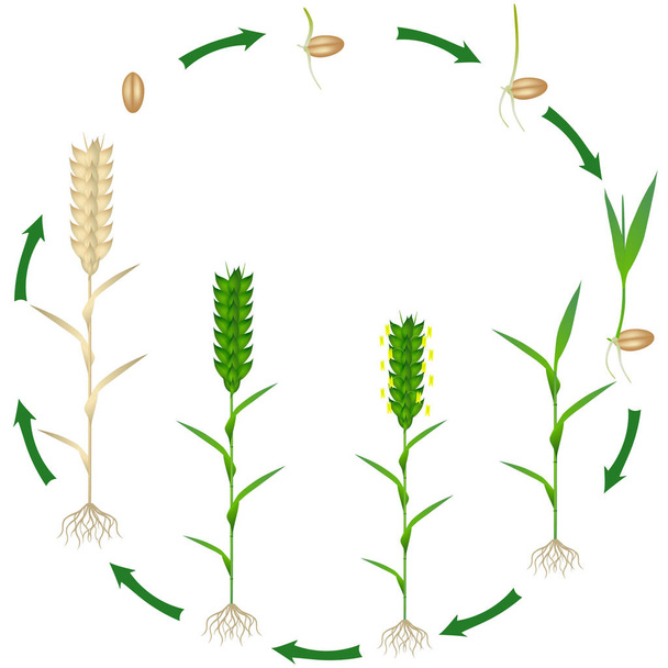 Cycle de vie d'une plante de blé sur fond blanc
. - Vecteur, image