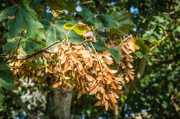 The uncountable winged seeds of the sycamore maple in the dunes of Egmond aan zee, North Holland dunes reserve, the Netherlands. - Photo, Image